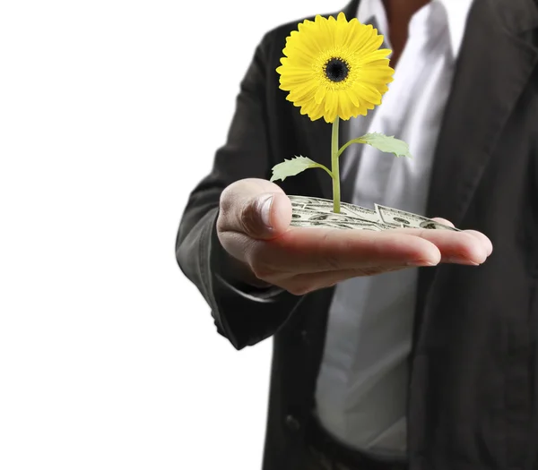 Human hands holding  	plant — Stock Photo, Image